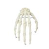 Skelet van de hand