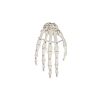 Skelet van de hand met botnummering