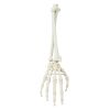 Hand met onderarm