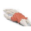 Pols met ligamentaire structuur - afbeelding 4