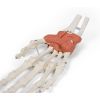 Pols met ligamentaire structuur - afbeelding 5