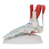 Voetskelet met ligamenten - afbeelding 4