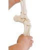 Voetskelet met tibia- en fibula-insertie, flexibel