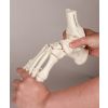 Voetskelet met tibia- en fibula-insertie, flexibel