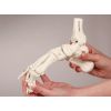 Voetskelet met tibia- en fibula-insertie, flexibel
