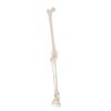 Beenskelet (femur