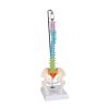 Flexibele miniatuurruggengraat, didactisch