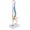 Flexibele miniatuurruggengraat, didactisch