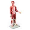 Gespierd figuur, 30 delen, 85 cm