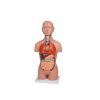 Miniatuur torso, 16-delig, dubbel geslacht