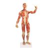 Gespierd figuur, 1/3 levensgroot