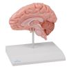 Anatomische hersenhelft, levensgroot - EZ Augmented Anatomy
