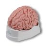 Anatomisch hersenmodel, levensgroot, 5 delen