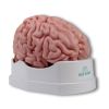 Anatomisch hersenmodel, levensgroot, 5 delen