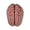 Anatomisch hersenmodel, levensgroot, 5 delen