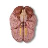 Anatomisch hersenmodel, levensgroot, 5 delen