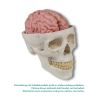 Anatomisch hersenmodel, levensgroot, 5 delen