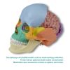 Anatomisch hersenmodel, levensgroot, 5 delen