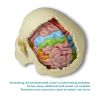 Functioneel en regionaal hersenmodel, ware grootte, 5 delen