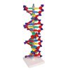 Dubbele DNA-helix