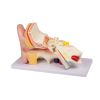 Oor, 3 keer levensgroot, 4 delen - EZ Augmented Anatomy