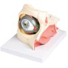 Oog in baan met ooglid