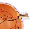 Ooghelft, vergroot - EZ Augmented Anatomy
