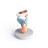 Strottenhoofdmodel, 2 keer vergroot, 5 delen