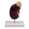 Niermodel, 2 keer levensgroot - EZ Augmented Anatomy