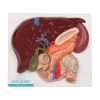 Lever met galblaas, pancreas en twaalfvingerige darm