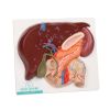 Lever met galblaas, pancreas en twaalfvingerige darm