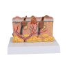 Pathologisch huidmodel
