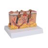 Pathologisch huidmodel