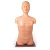 Schijftorso, natuurlijke maat