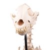 Hondenskelet 'Olaf', levensgroot