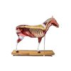 Paard(merrie)model, 16 delig, 1/3 levensgrootte