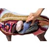 Paard(merrie)model, 16 delig, 1/3 levensgrootte