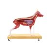 Hondenmodel (Duitse herder), 11 delen, 2/3 levensgroot