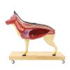 Hondenmodel (Duitse herder), 11 delen, 2/3 levensgroot