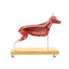 Hondenmodel (Duitse herder), 11 delen, 2/3 levensgroot