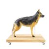 Hondenmodel (Duitse herder), 11 delen, 2/3 levensgroot