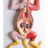 Zwanger kattendissectiemodel