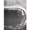 Echografie trainer hondenblaas