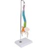 Flexibele miniatuurruggengraat