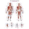 Anatomieposter