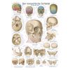 Anatomieposter