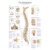 Anatomieposter