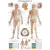 Acupunctuurposter