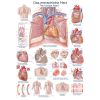 Anatomieposter