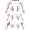Anatomieposter